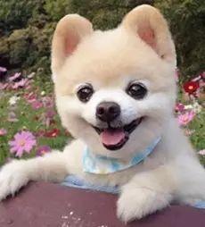 看萌狗最新爆料视频网站,揭秘热门视频网站背后的精彩瞬间 第3张 看萌狗最新爆料视频网站,揭秘热门视频网站背后的精彩瞬间 第3张